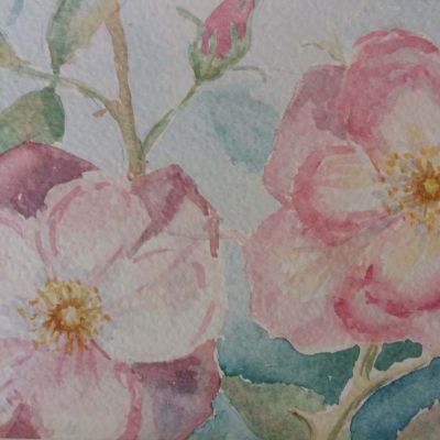 Rosa Rosenblüten