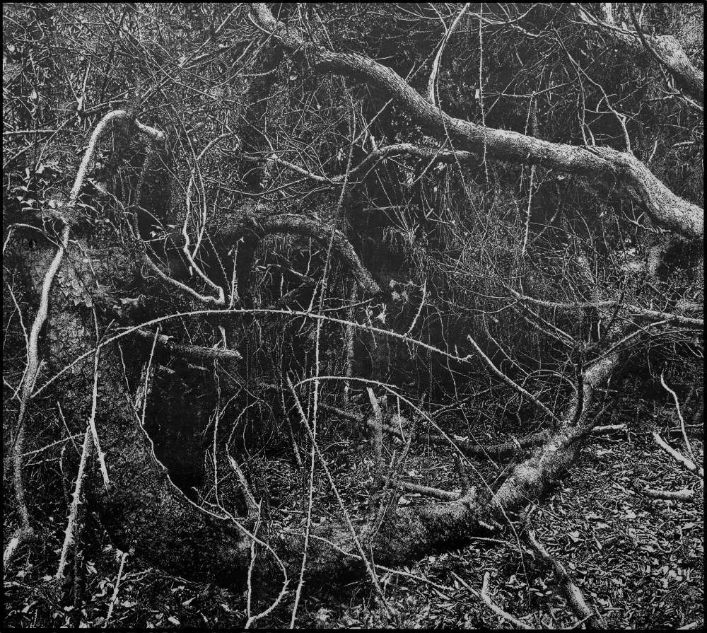 Georges Wenger: Pineta di Migliarino San Rossore, Massaciuccoli II, 2017