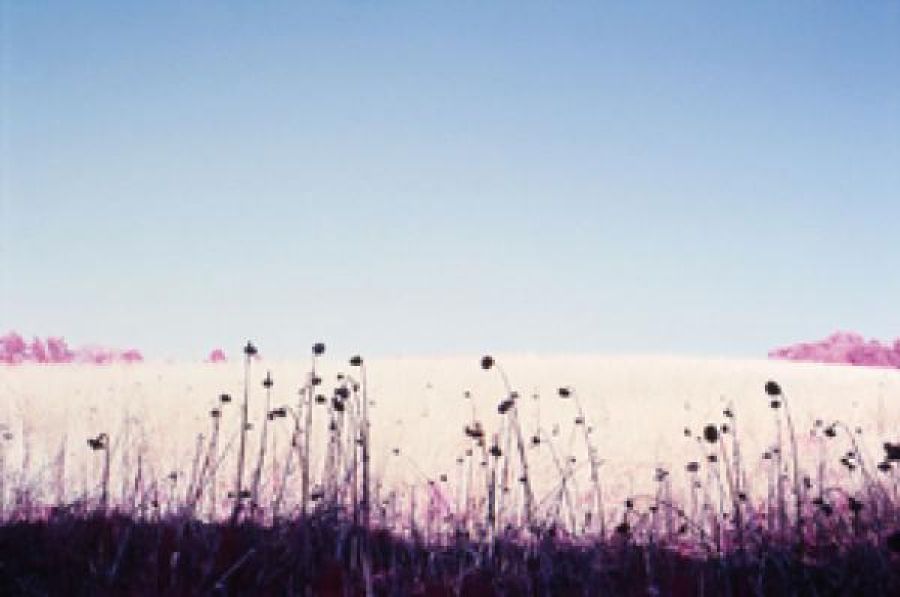 Simone Kappeler, Sonnenblumen, Langenergeten, 5.5.2008 Fotografie, 2008.